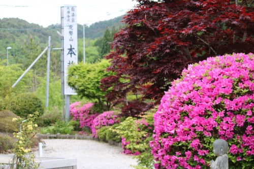 本誓寺境内全景